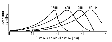 Amplitud de vibracin de la membrana basilar para diferentes frecuencias